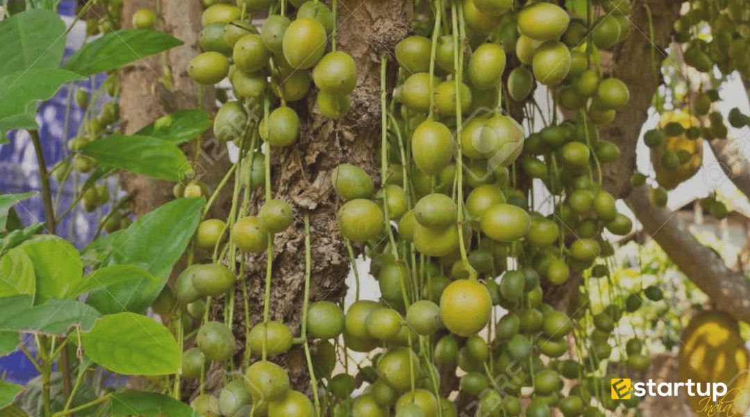 APEDA facilitates the export of Assamese Burmese grapes to Dubai